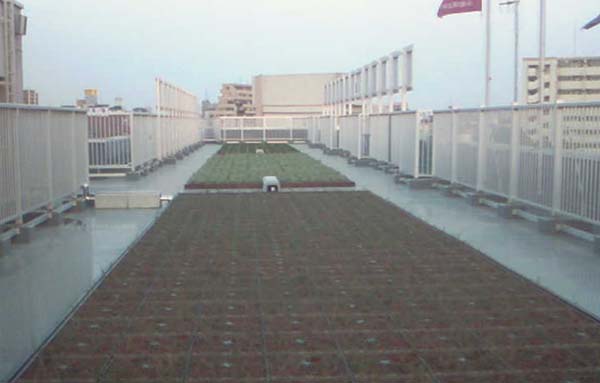 屋上緑化 都内某所