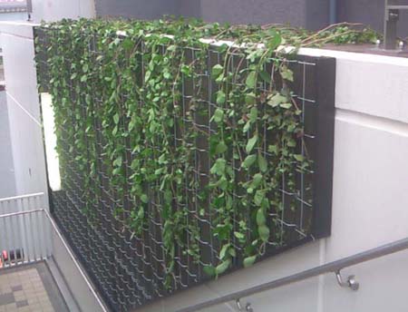 壁面緑化 都内某所