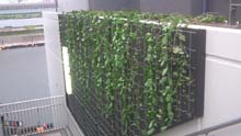 壁面緑化 都内某所