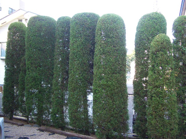 刈込 カイズカイブキ