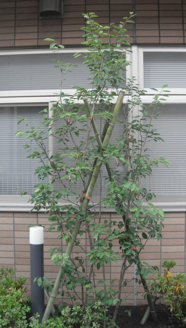 植栽　ジューンベリー