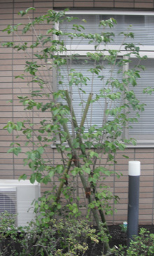 植栽　ヤマボウシ