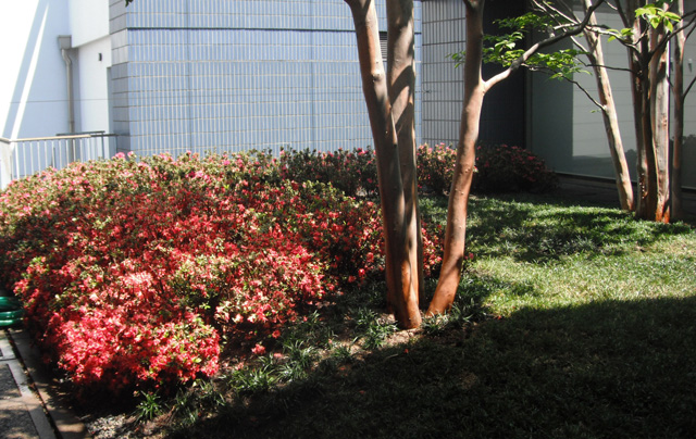 植栽　キリシマツツジ