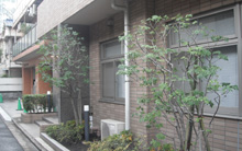 剪定　トネリコ