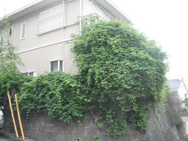 つた取り　作業前