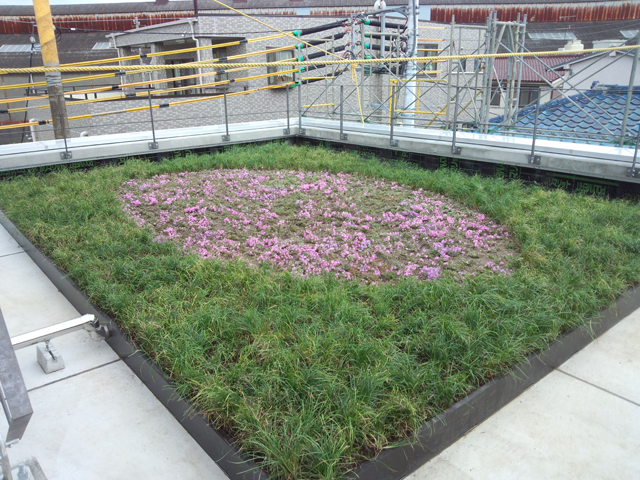 屋上緑化　手植え工法