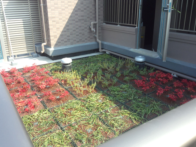 屋上緑化　ユニットタイプ゚